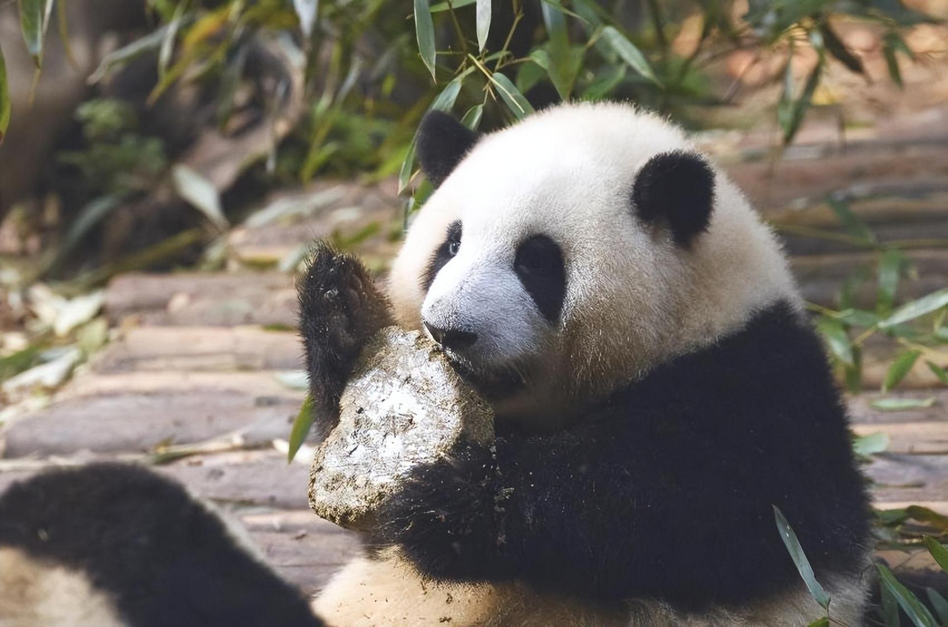 熊猫是中国的国宝而四川是中国的熊猫之乡