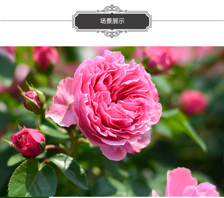 想拥有一面花墙吗?养一棵"粉达"吧,多季开花,新手也能养得好