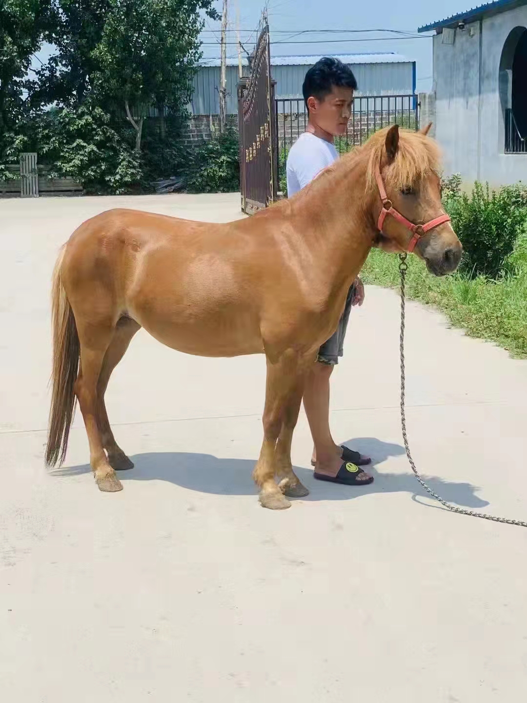 设特兰矮马 矮马养殖基地