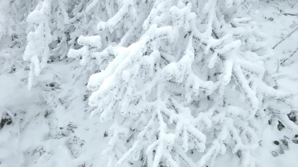 重庆主城下雪了!