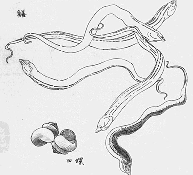 鱼虫怎么画图片