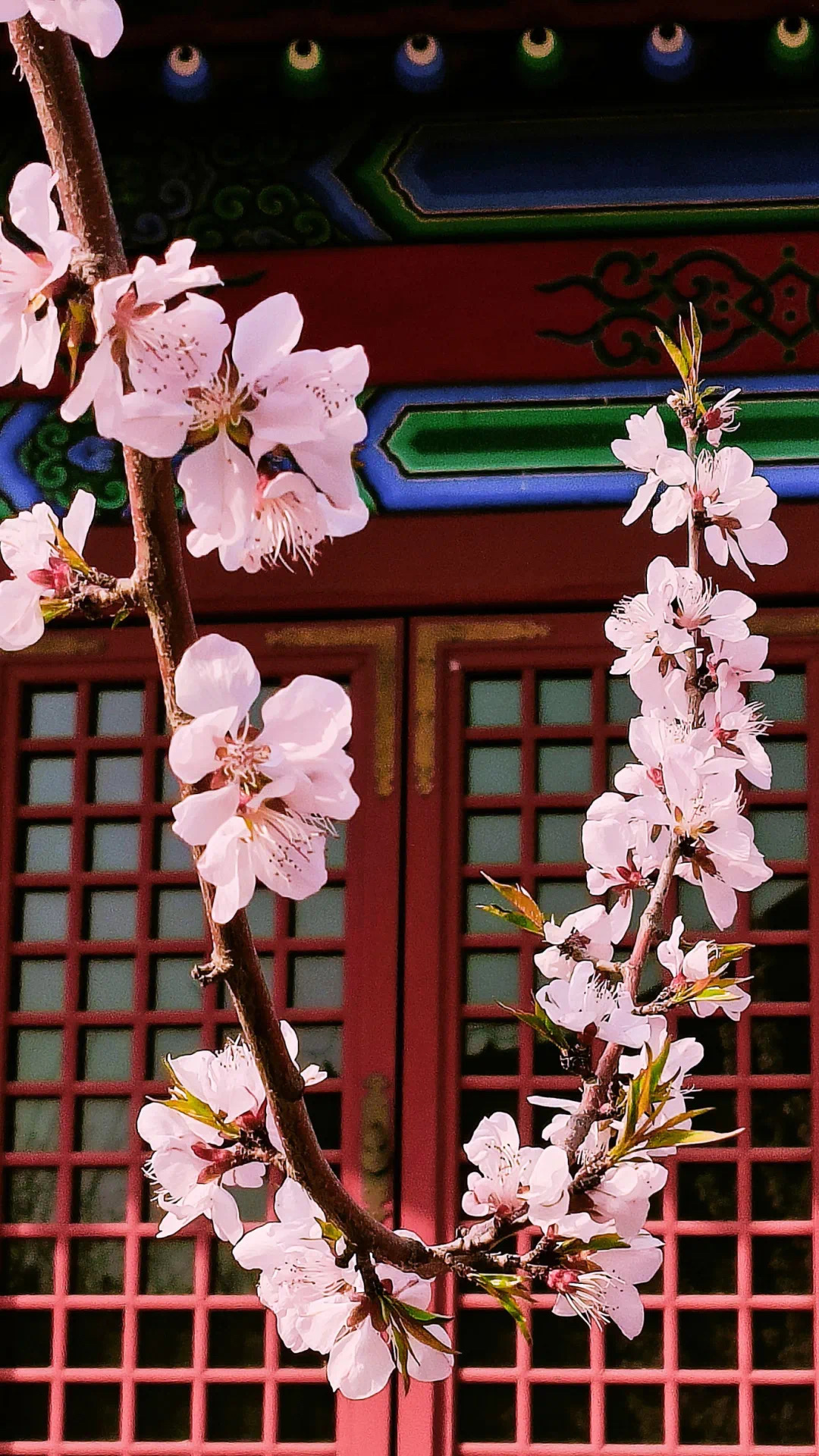 现场直拍荣国府的西府海棠开了