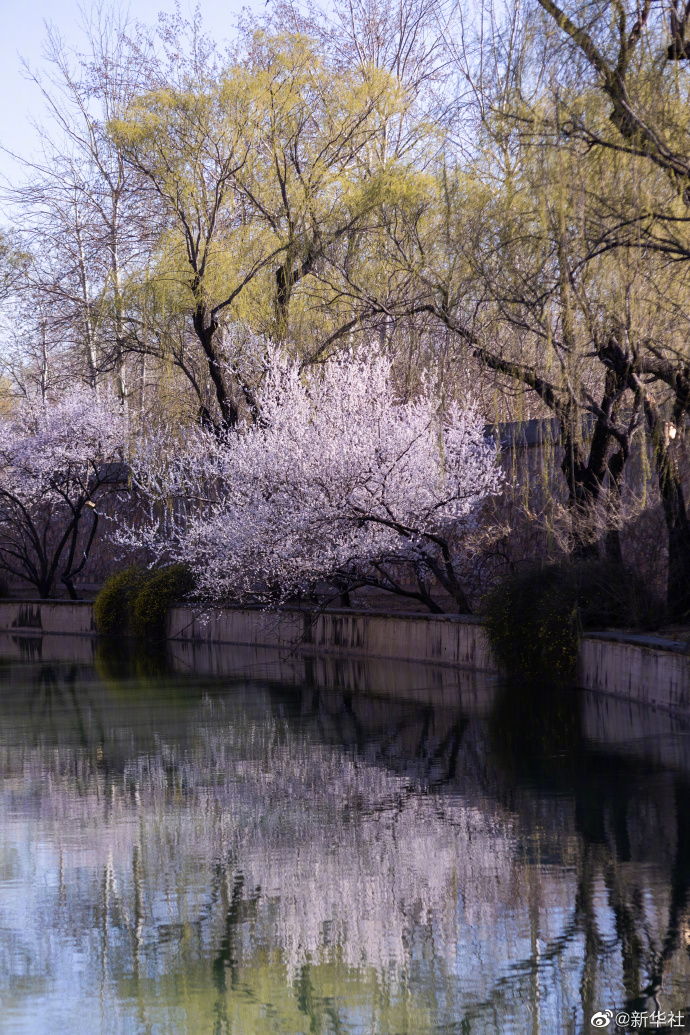 多图|北京颐和园春意盎然