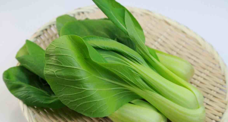 油菜和青菜的区别