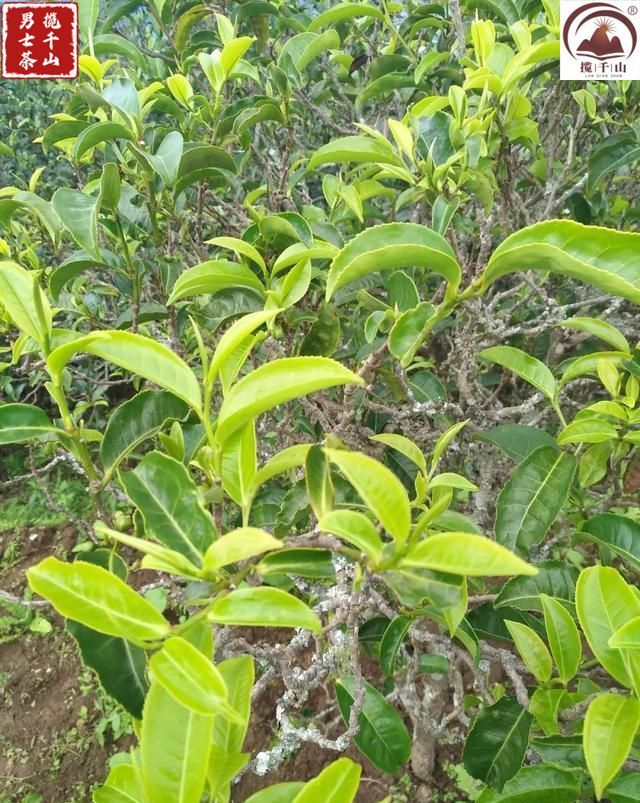 梅子箐:一个让人相见恨晚的古树茶