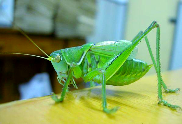 田野中的奇妙生物