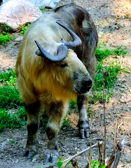 羚牛:国家一级保护的多样动物