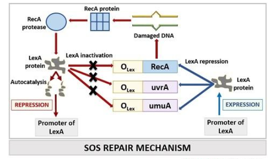 sos维修——dna修复系统(定义,组成,步骤)