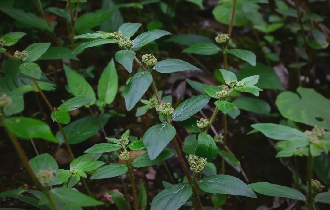 路边发现一种珍贵植物,被农村人称为奶浆草,具有多种用途
