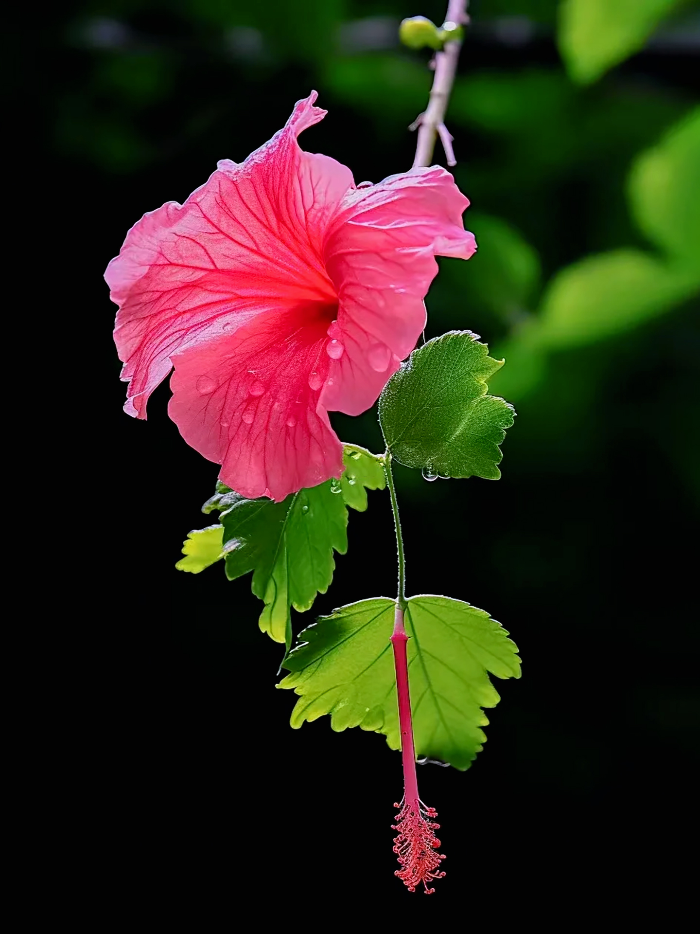 惊艳!三角梅瀑布花海,花开七层楼,梦幻唯美!