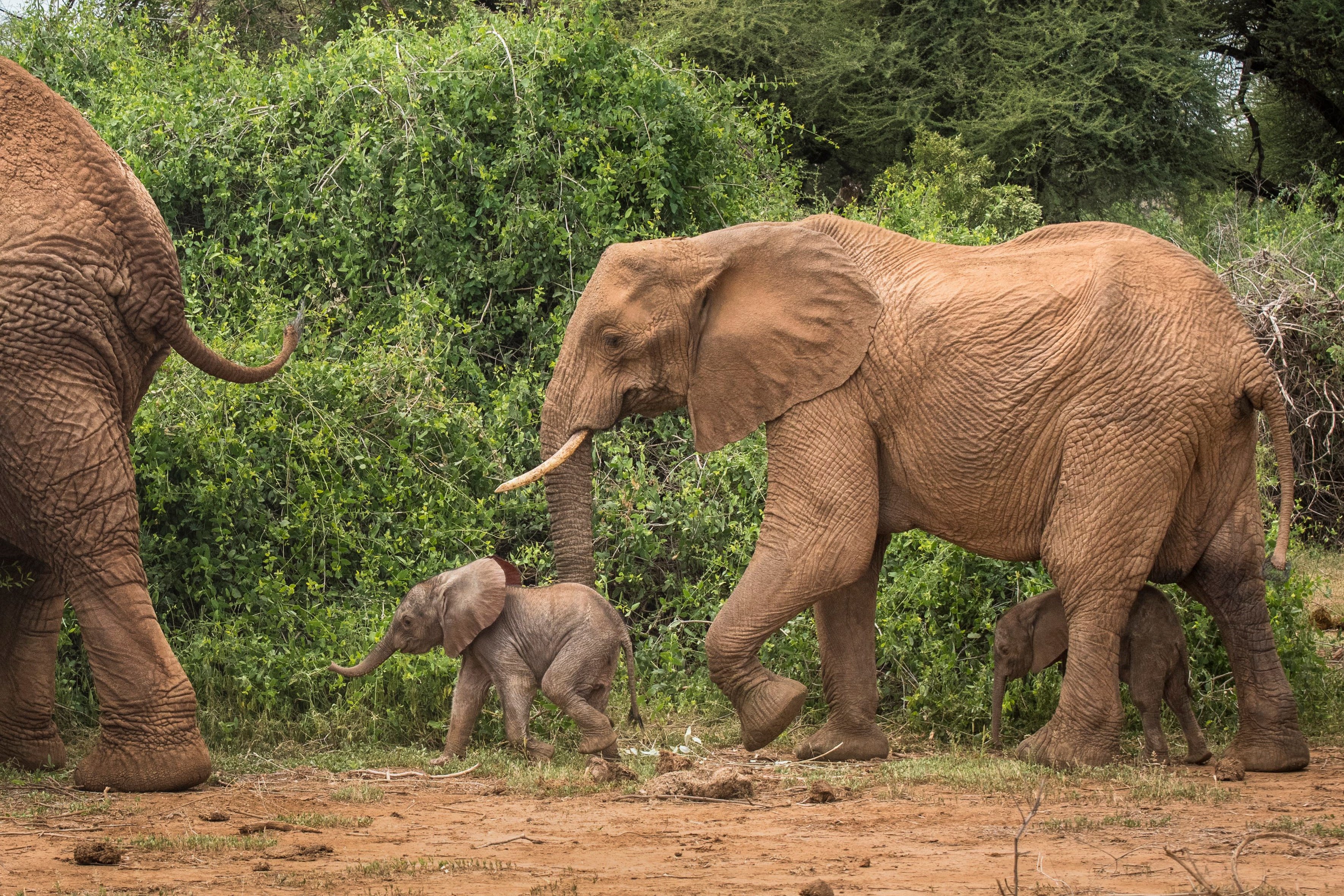 肯尼亚:小象双胞胎
