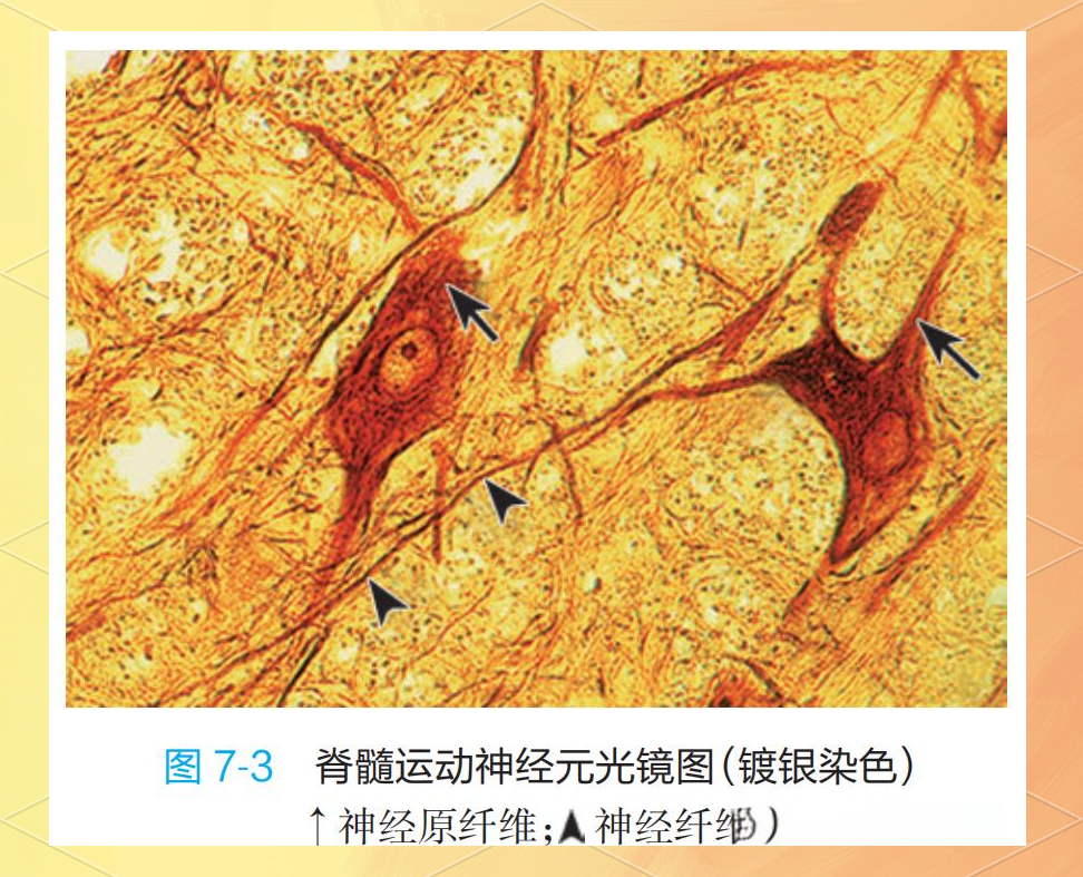 神经递质是神经元间或神经元与效应细胞间传递信息的关键化学物质
