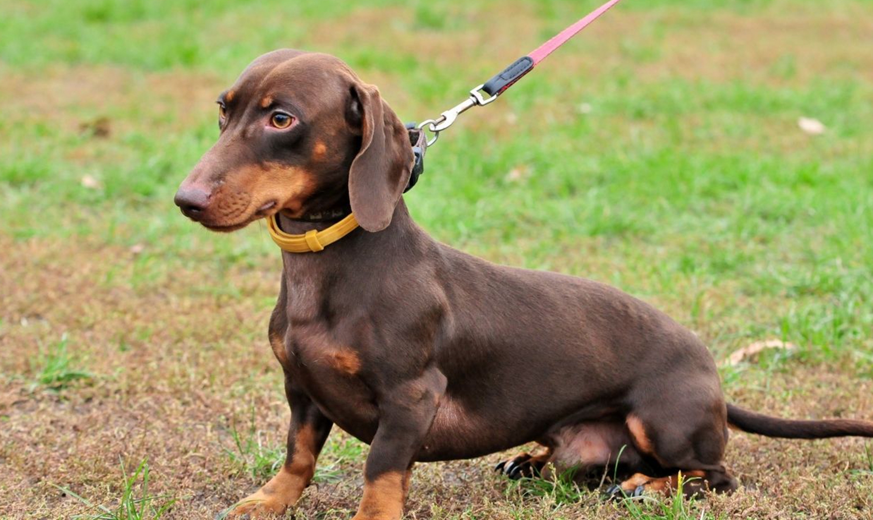 腊肠犬有攻击性吗?腊肠犬的寿命有多长?