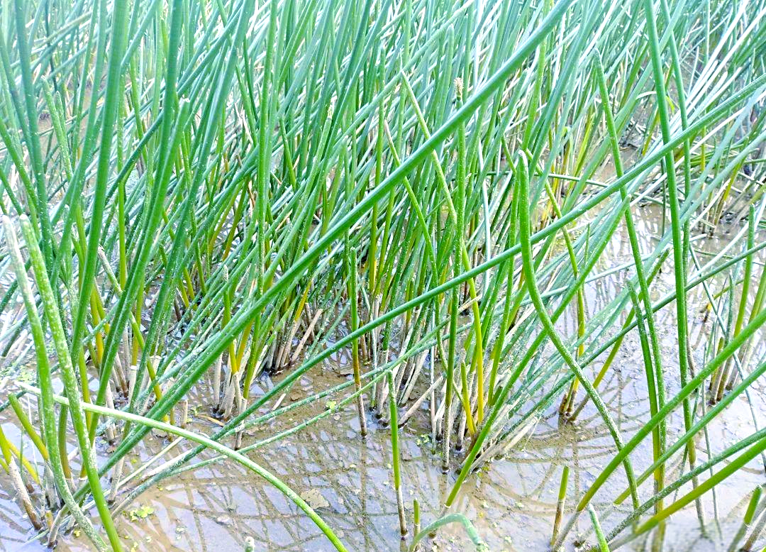 的多样性与丰富营养:一种脆甜可口的食材