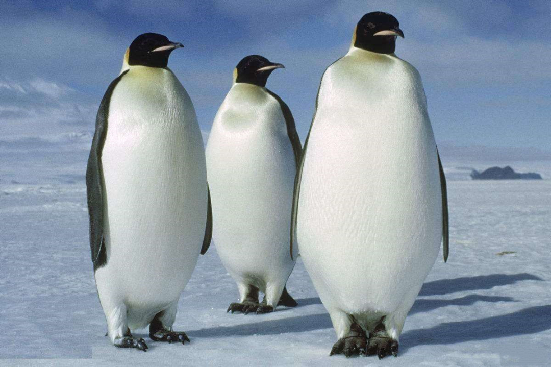 80多年前放养在北极的69只企鹅,结局如何?