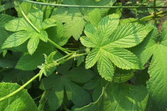 农村随处可见的拉拉草,还能治蚊虫叮咬