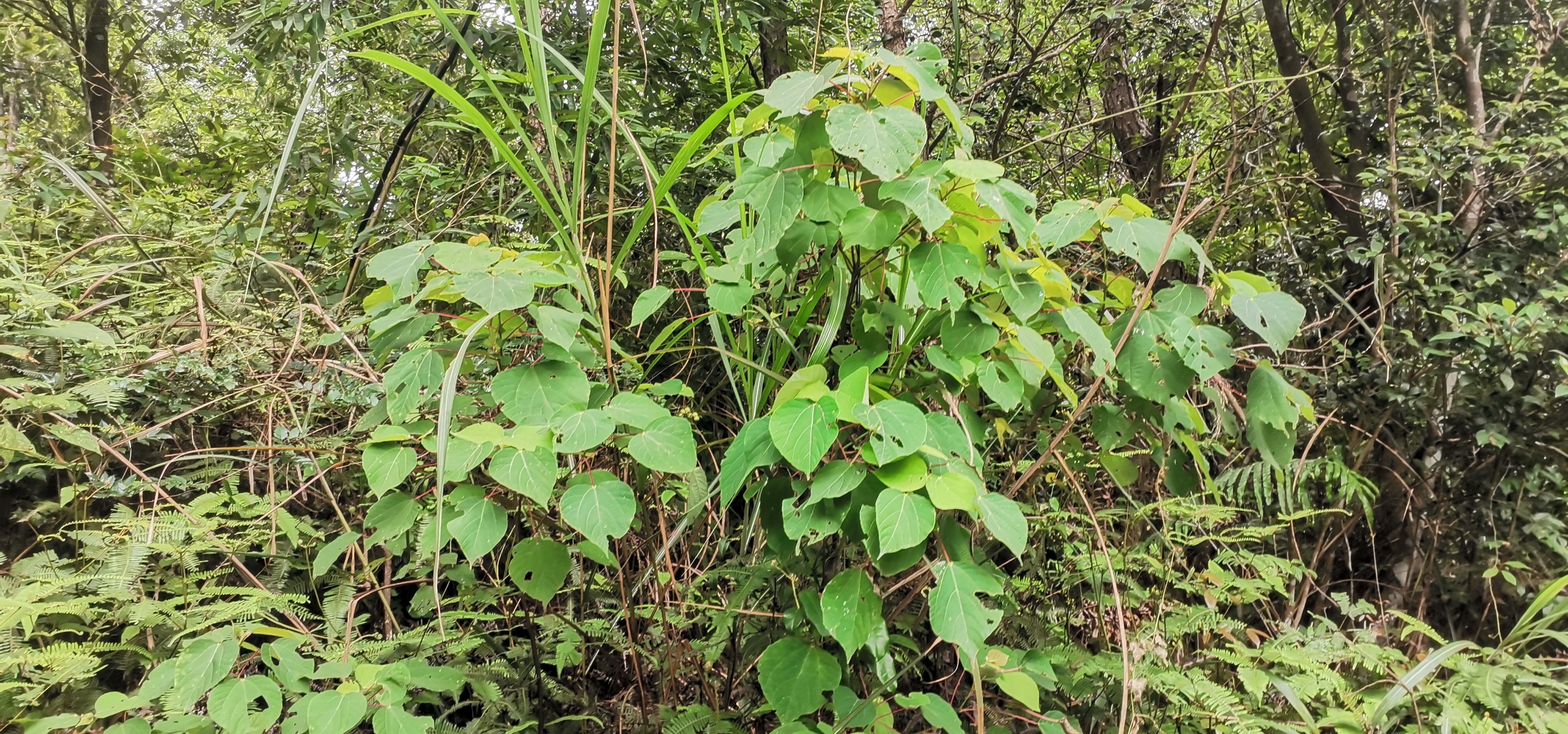 红帽顶山草药图图片