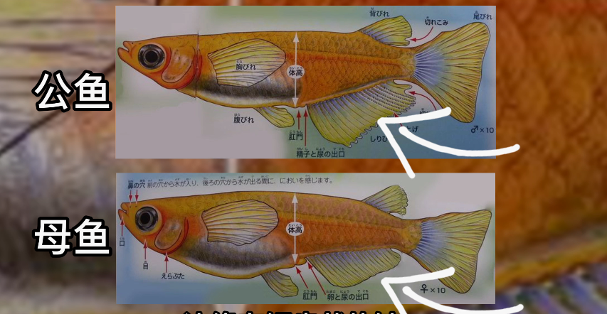 怎么分辨鱼的公母图片