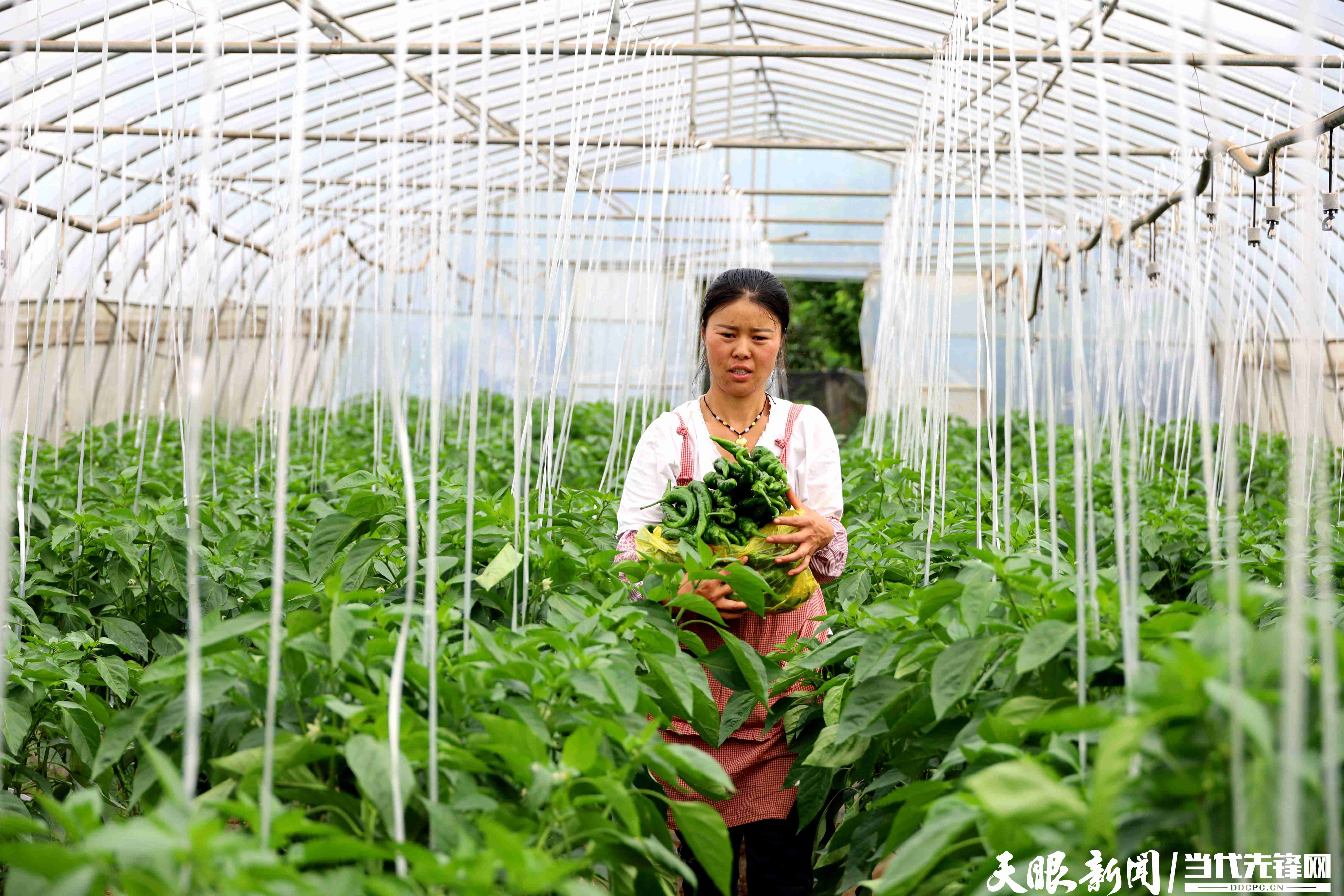 「天眼影像」威宁盐仓镇:大棚蔬菜丰收在望