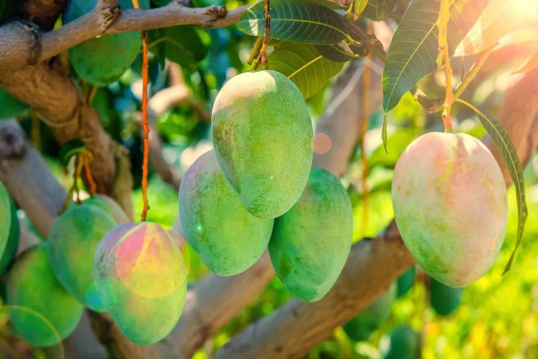 米易芒果 一品难忘