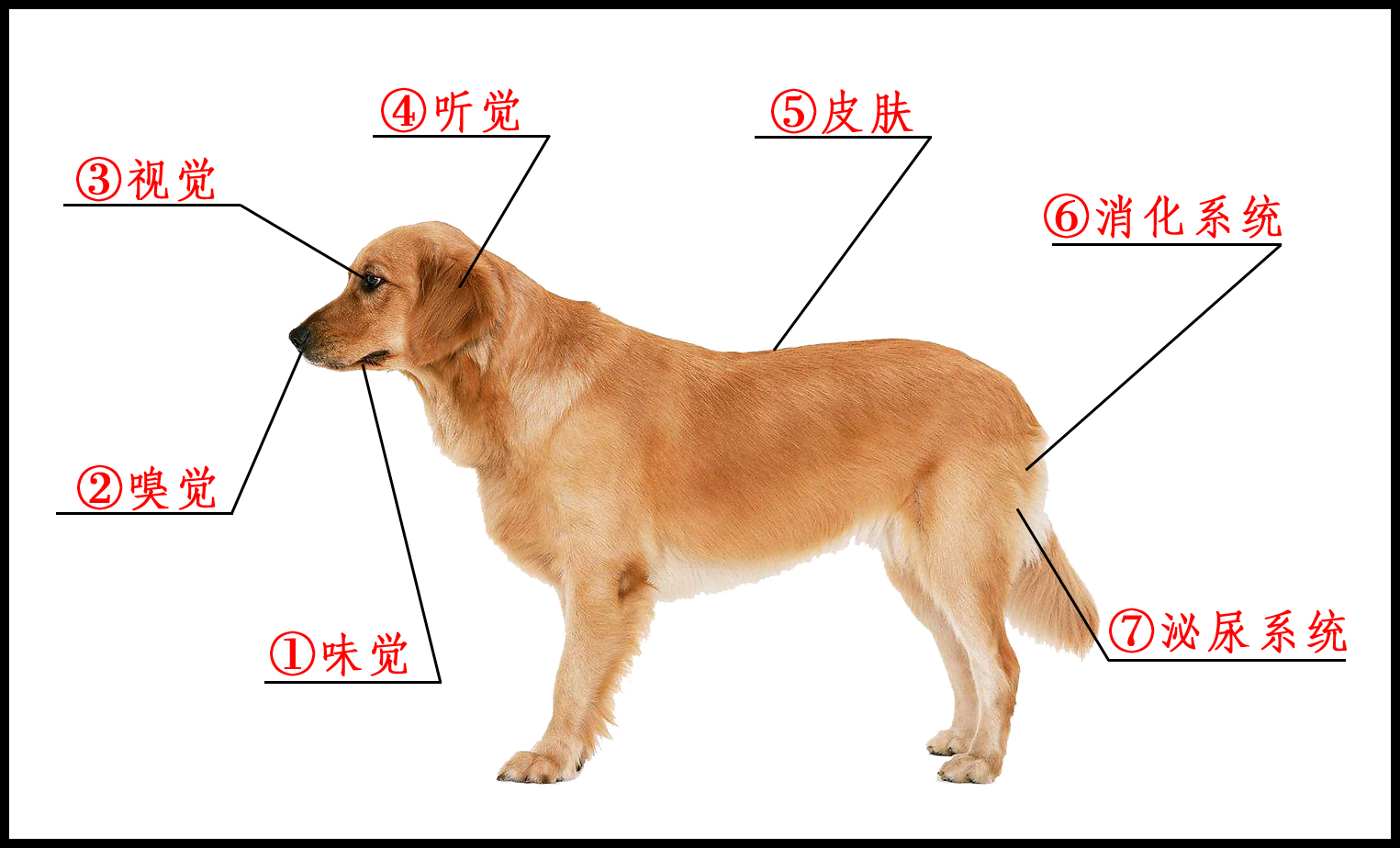 格力犬身体结构图图片