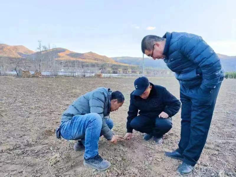 客户来实地考察红景天种植,马上开启盈利模式