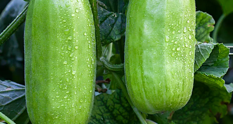 青龙菜瓜的种植技术