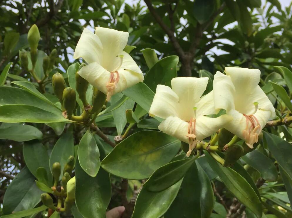 香气四溢,美丽绽放:非洲茉莉花的养殖方法和关键注意事项