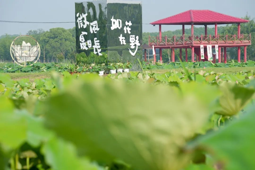 上海嘉北郊野公园图片