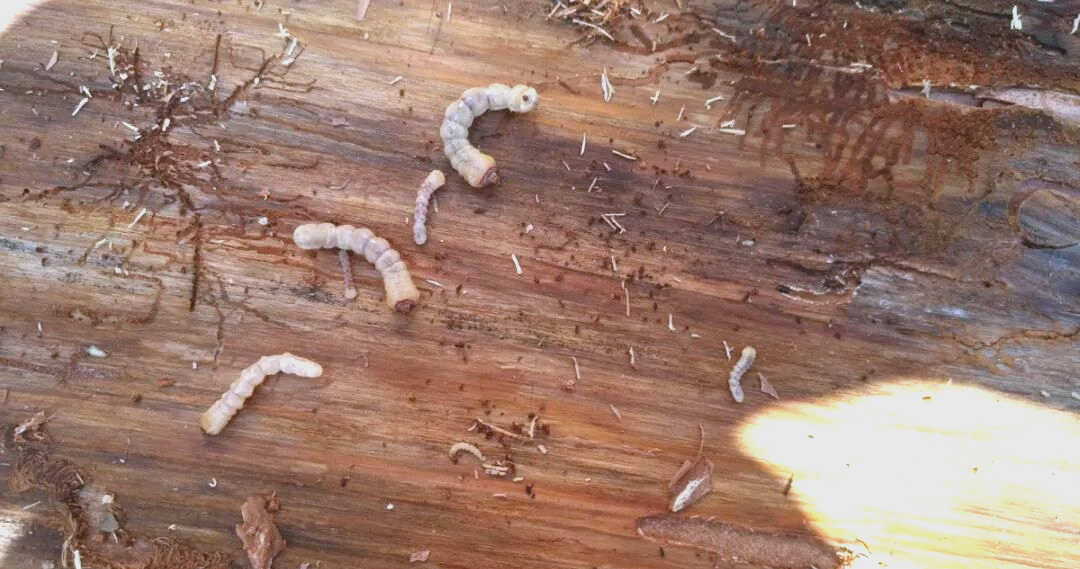 松树枯黄:松褐天牛与松材线虫的双重威胁及应对策略