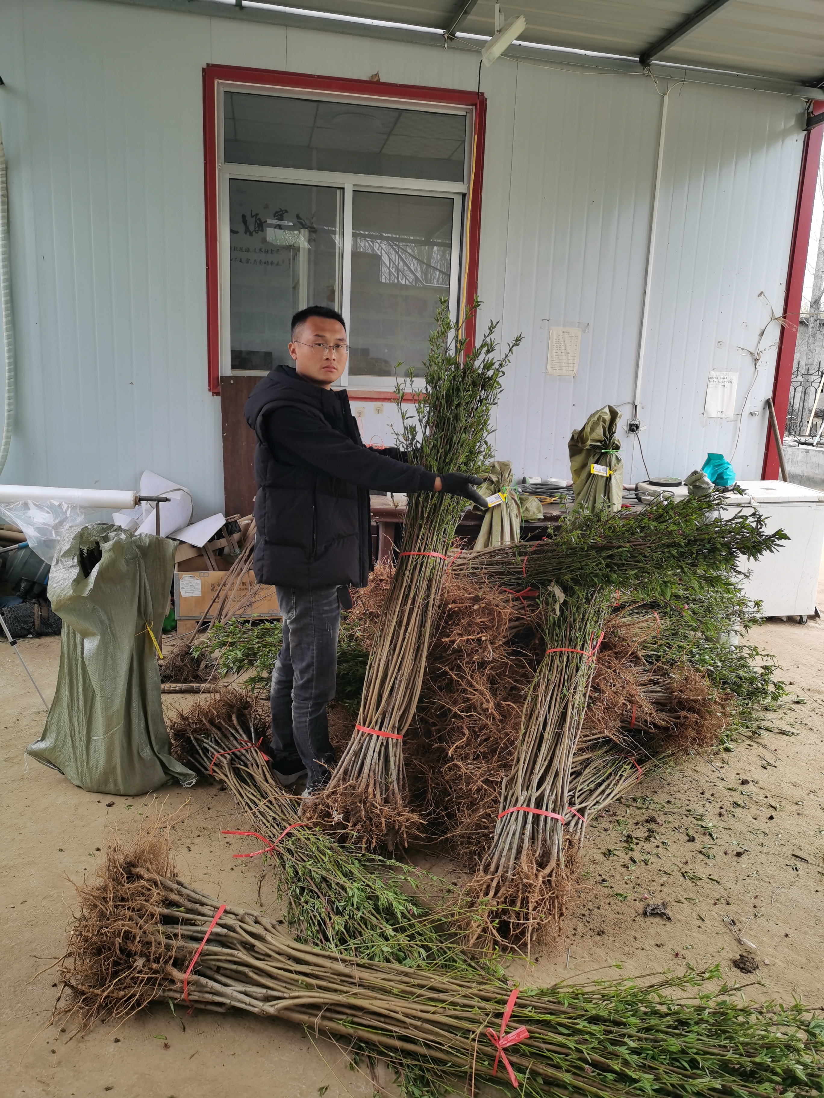 茁壮成长!黄桃品种的娇子,中桃金甜桃树苗震撼上市!