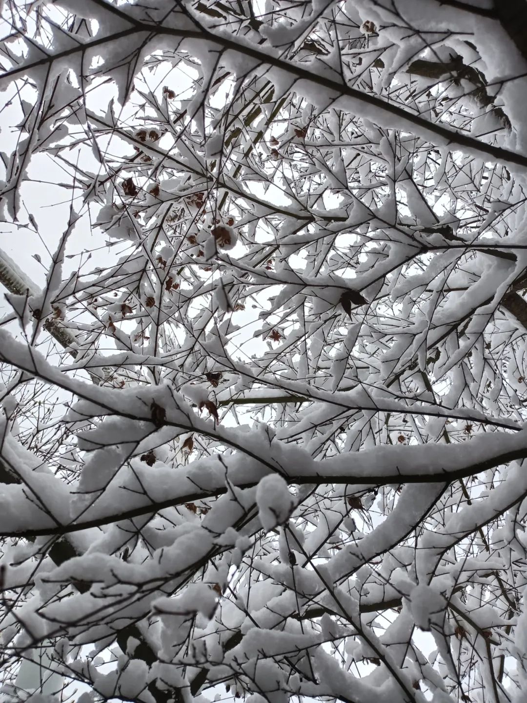 黔东南下雪啦~!一大波雪景实拍照片请查收