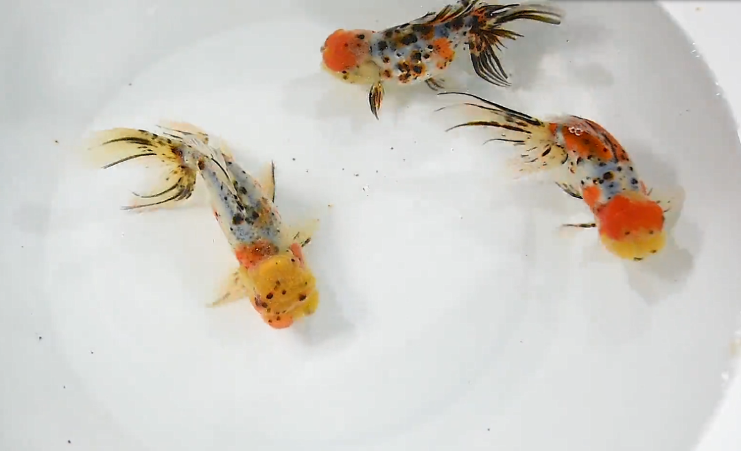 山水画般的日系铃木东锦金鱼,小时候长啥样啊?