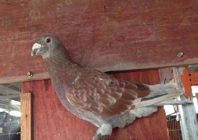 红绛鸽带给我们的体验并不是那么好