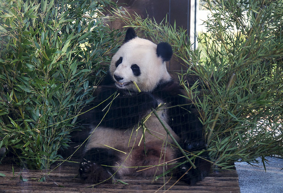 德国柏林动物园熊猫吃竹子憨态可掬