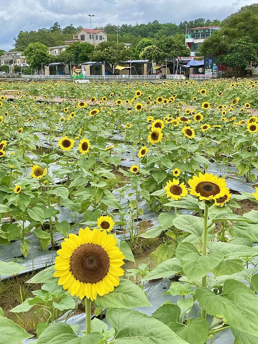 开平向日葵花海来啦!好多人去打卡