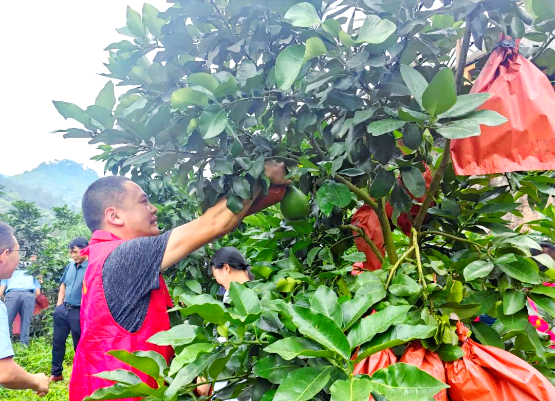 党员干部助力青杠坡村蜜柚套袋技术推广及产业发展