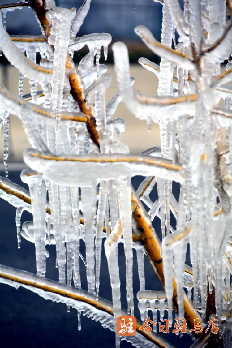 绿化树木现冰凌 玉树琼枝美不胜收