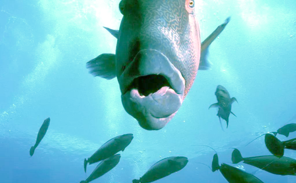 苏眉鱼:一种全球濒危的珊瑚鱼类