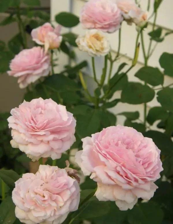 詹姆斯·高威(james galway)