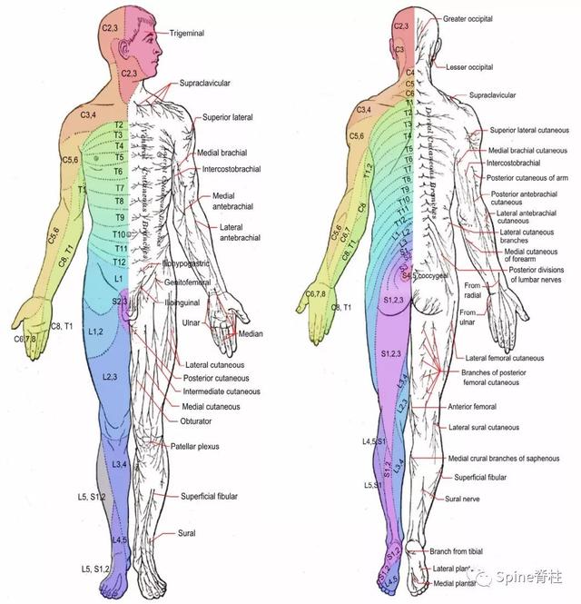 brachial artery图片