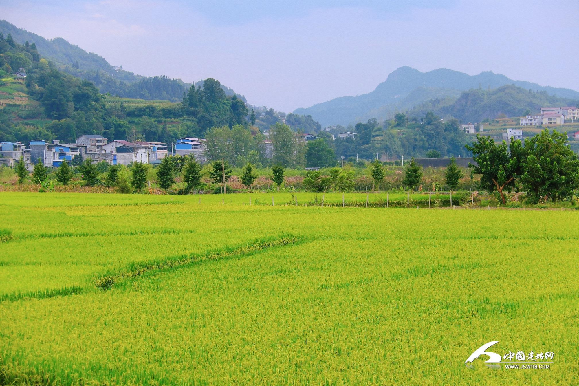 组图|白云山下稻谷香 万亩良田待丰收