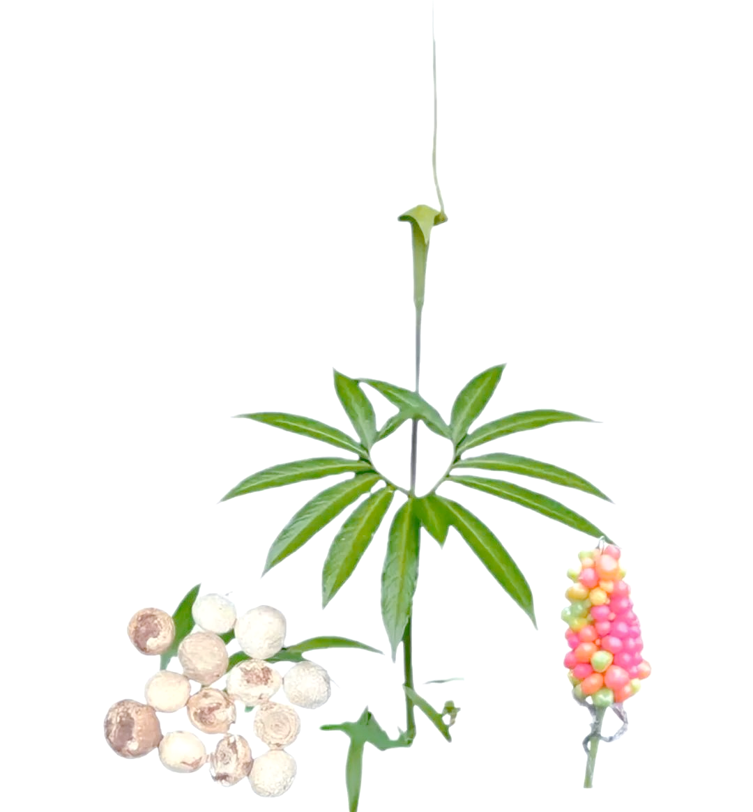 天南星:一种在古方中常用于治疗多种病症的植物药材