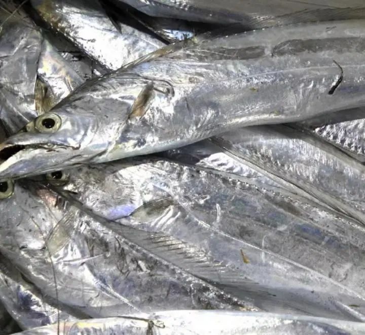 走进浙江渔文化:非遗玉环带鱼延绳钓和传统美食"带鱼肚"!