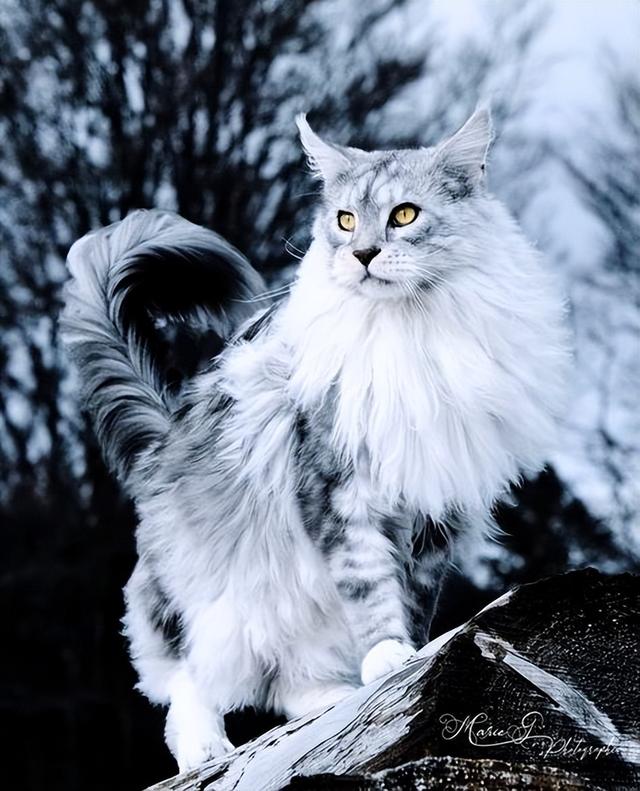 头条创作挑战赛#缅因猫是北美洲自然产生的最早的长毛猫品种,原产于