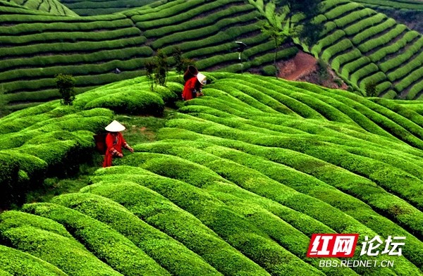 在石门深山里的茶园里,请你喝一口壶瓶山的春茶