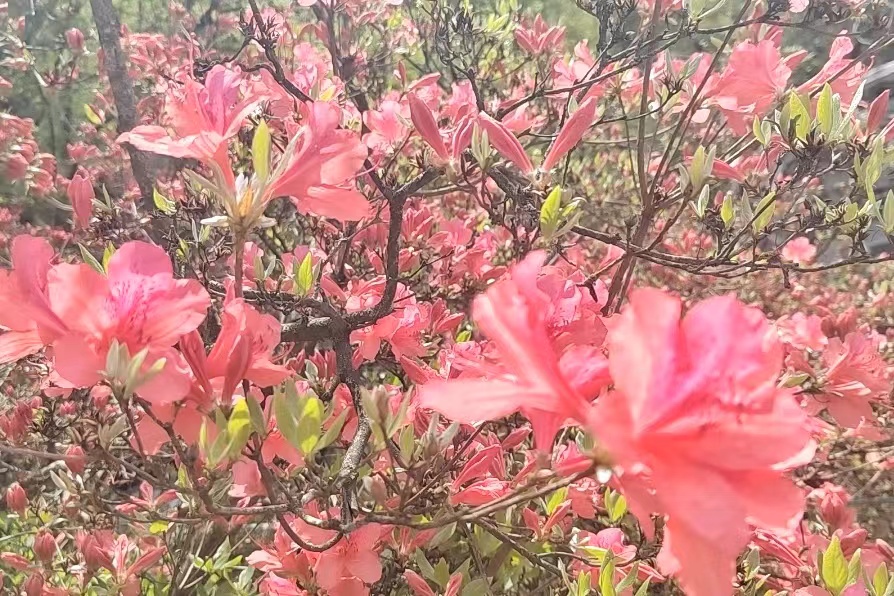 十二届河南汝阳杜鹃花节开幕!持续至5月10日