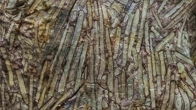 地质博物馆里的竹叶状灰岩