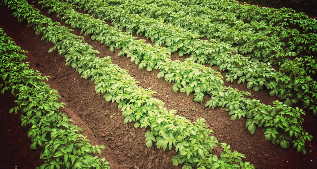 猪苓种植:高收益项目,亩产750斤,年收入轻松过百万,南北皆宜,市场供不