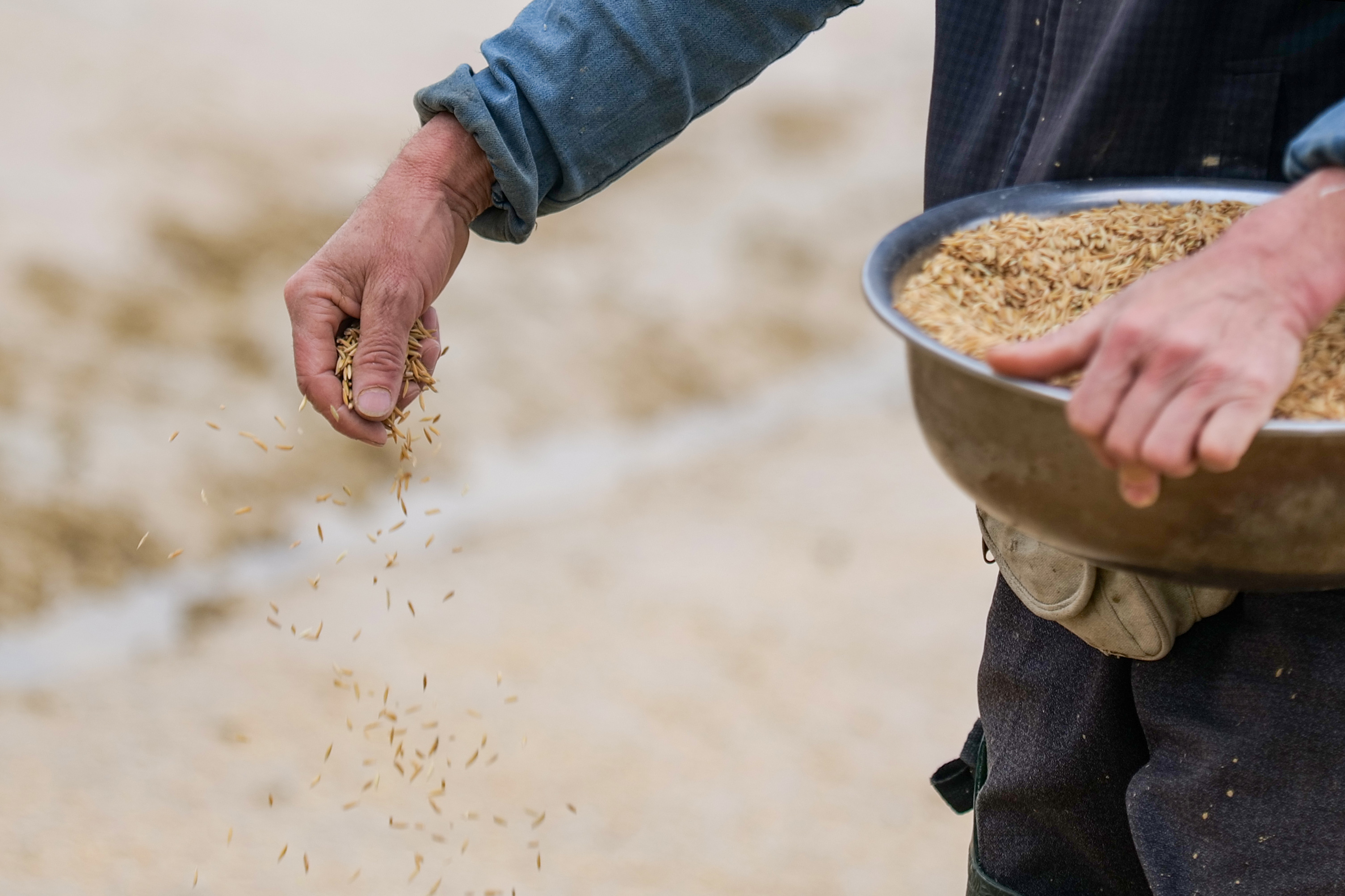 岑巩:春耕正当时 种稻播种忙